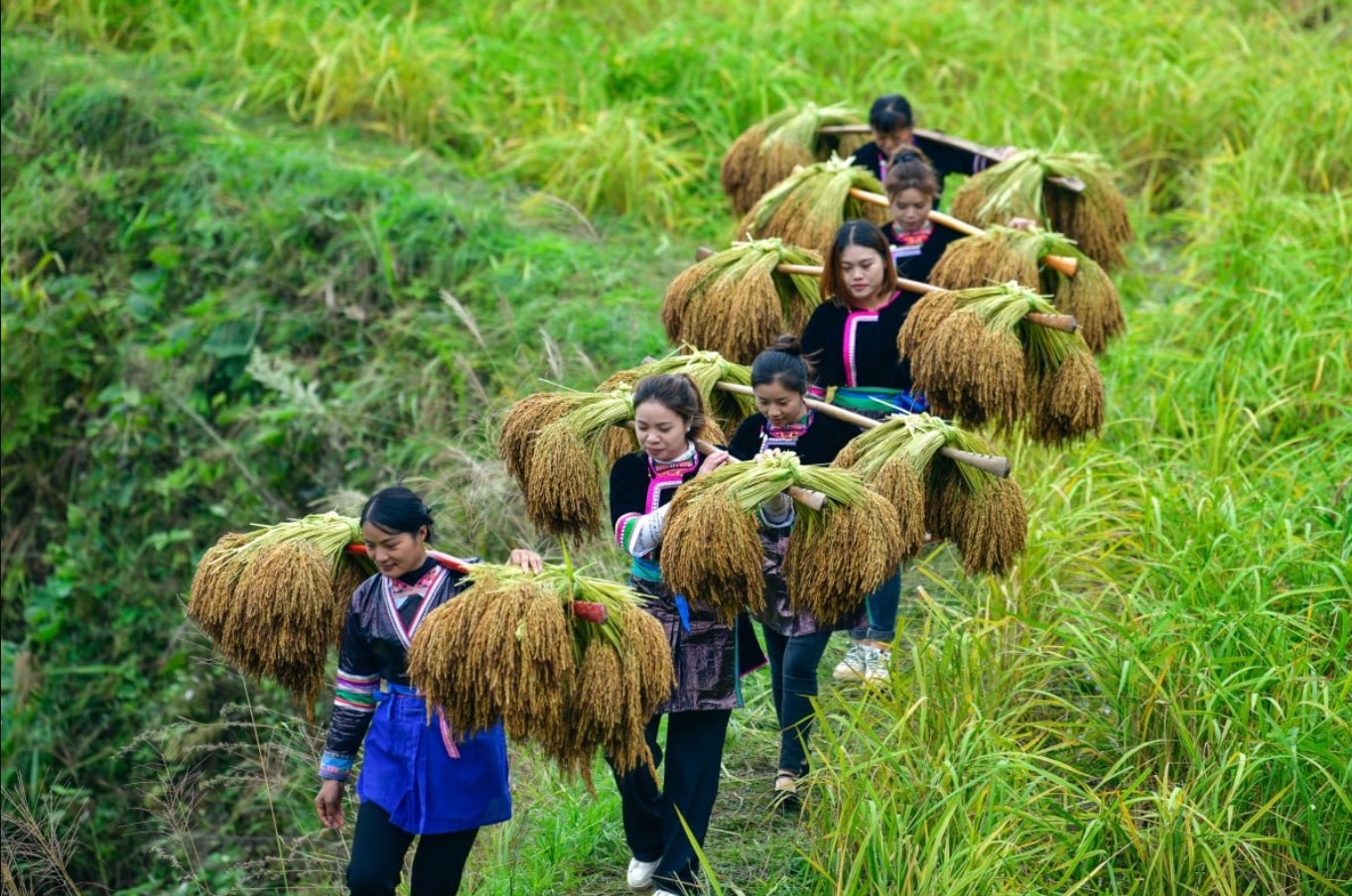 တရုတ်က နှလုံးရောဂါကို လျှော့ချနိုင်မည့် စပါးမျိုးကို တီထွင်