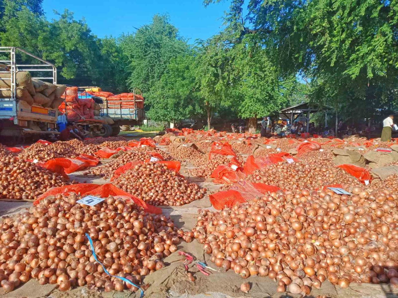 Rainfed onions sold at good price due to few in stock