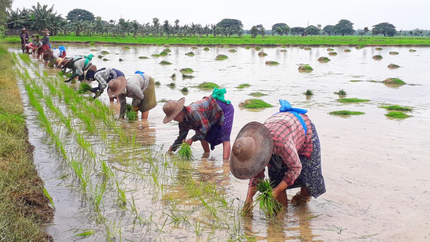 Rice Cultivation Could Drop by 10% Due to Fuel Shortages