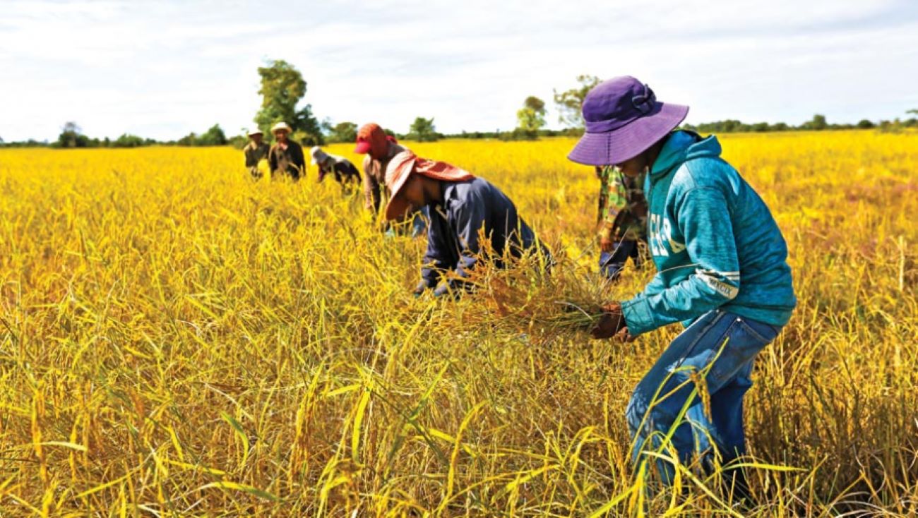 မွန်ပြည်နယ်တွင် စပါးအထွက်နှုန်း လျော့ကျ၍ တောင်သူများ အရှုံးပေါ်