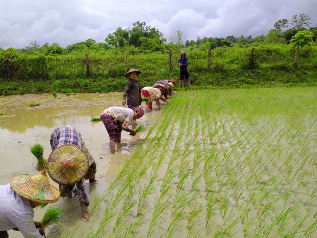 နိုင်ငံတစ်ဝှမ်း ရေကြီးမှုကြောင့် စပါးအထွက်နှုန်း သန်းနှင့်ချီ လျော့နိုင် 