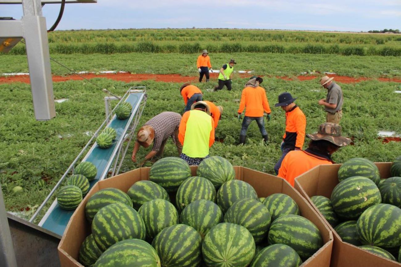 Chinese watermelon agriculture moved to Laos and Vietnam from Myanmar