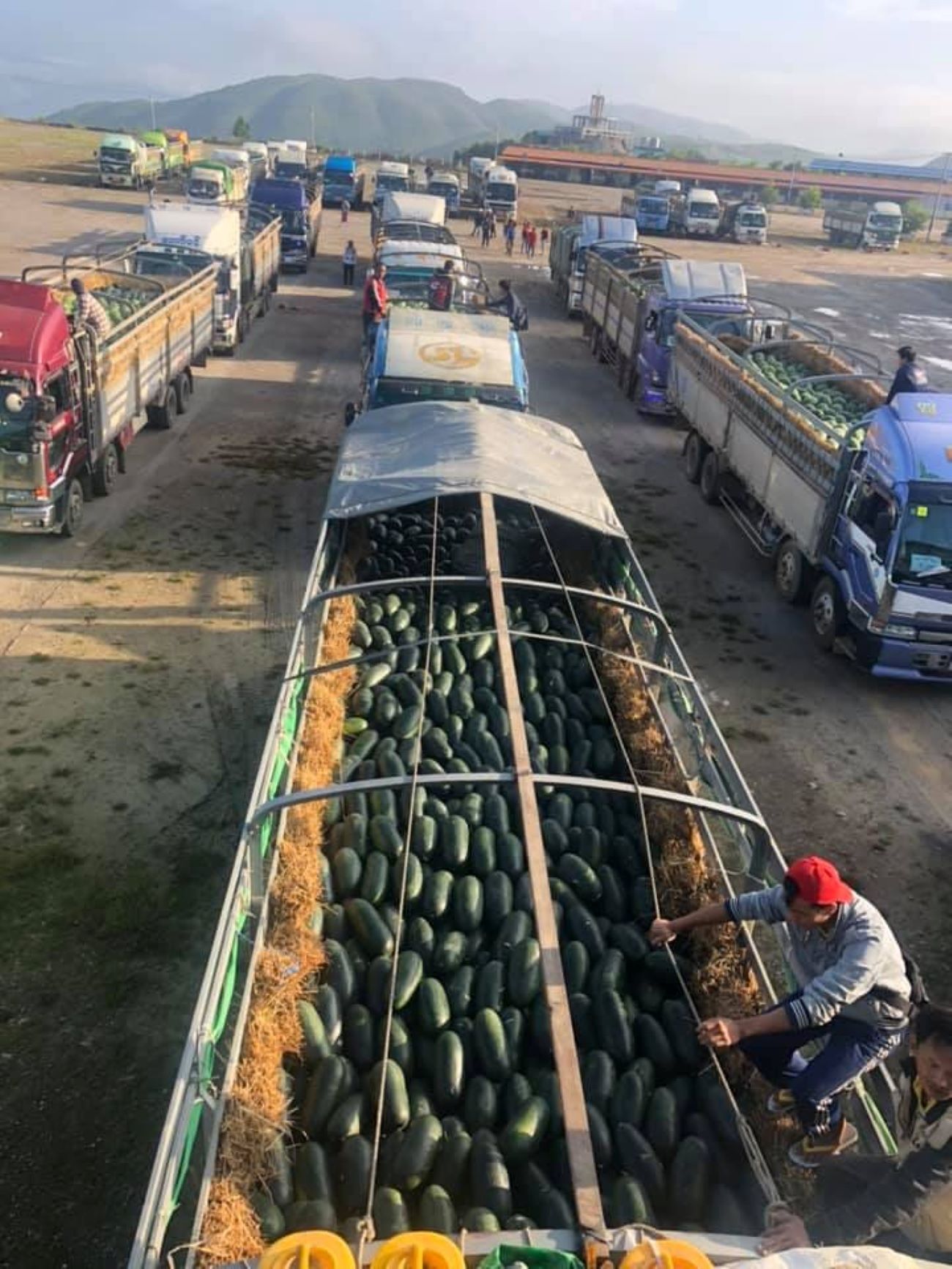 China suspends importing Myanmar watermelon through Myla border