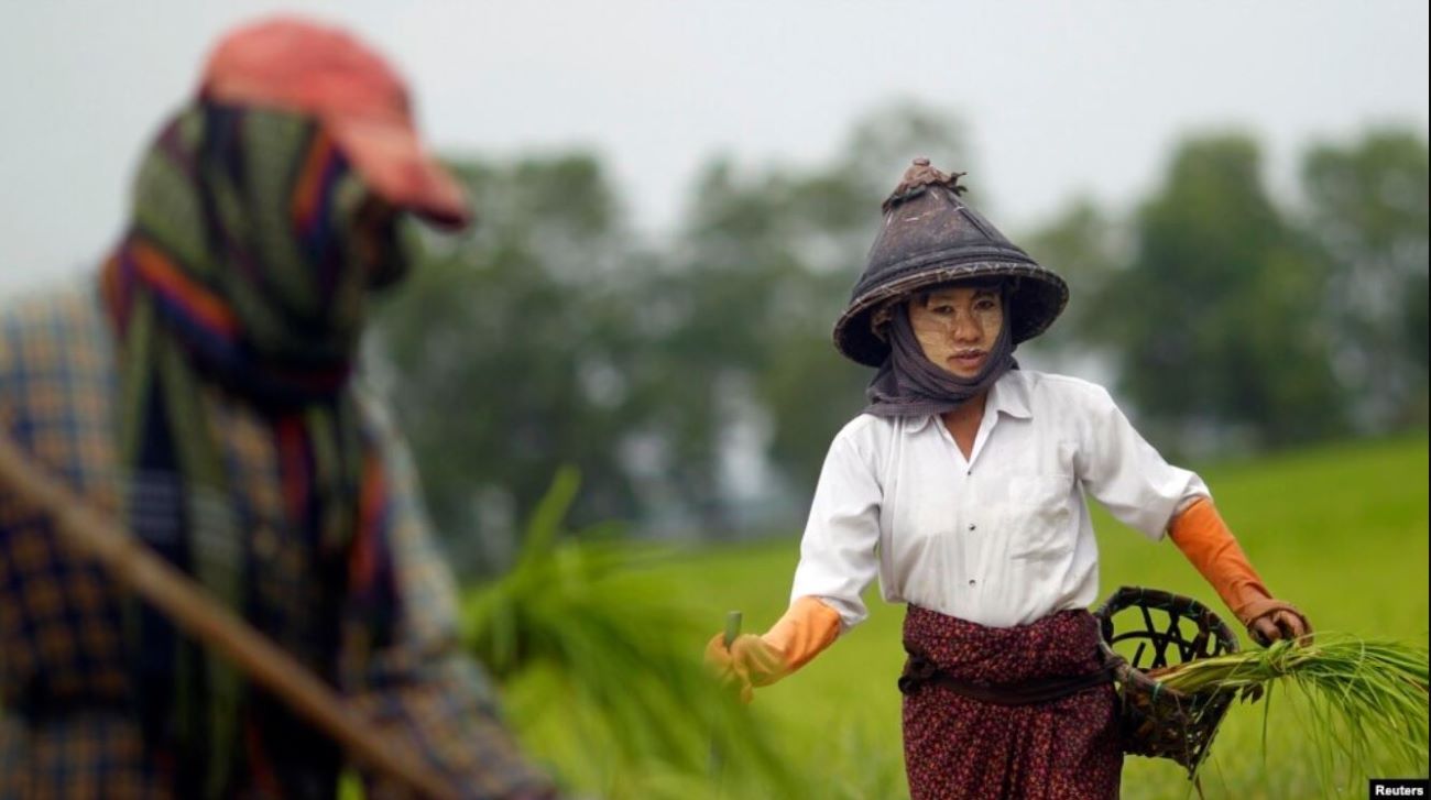 Rakhine's ability to grow rice will decrease due to battles
