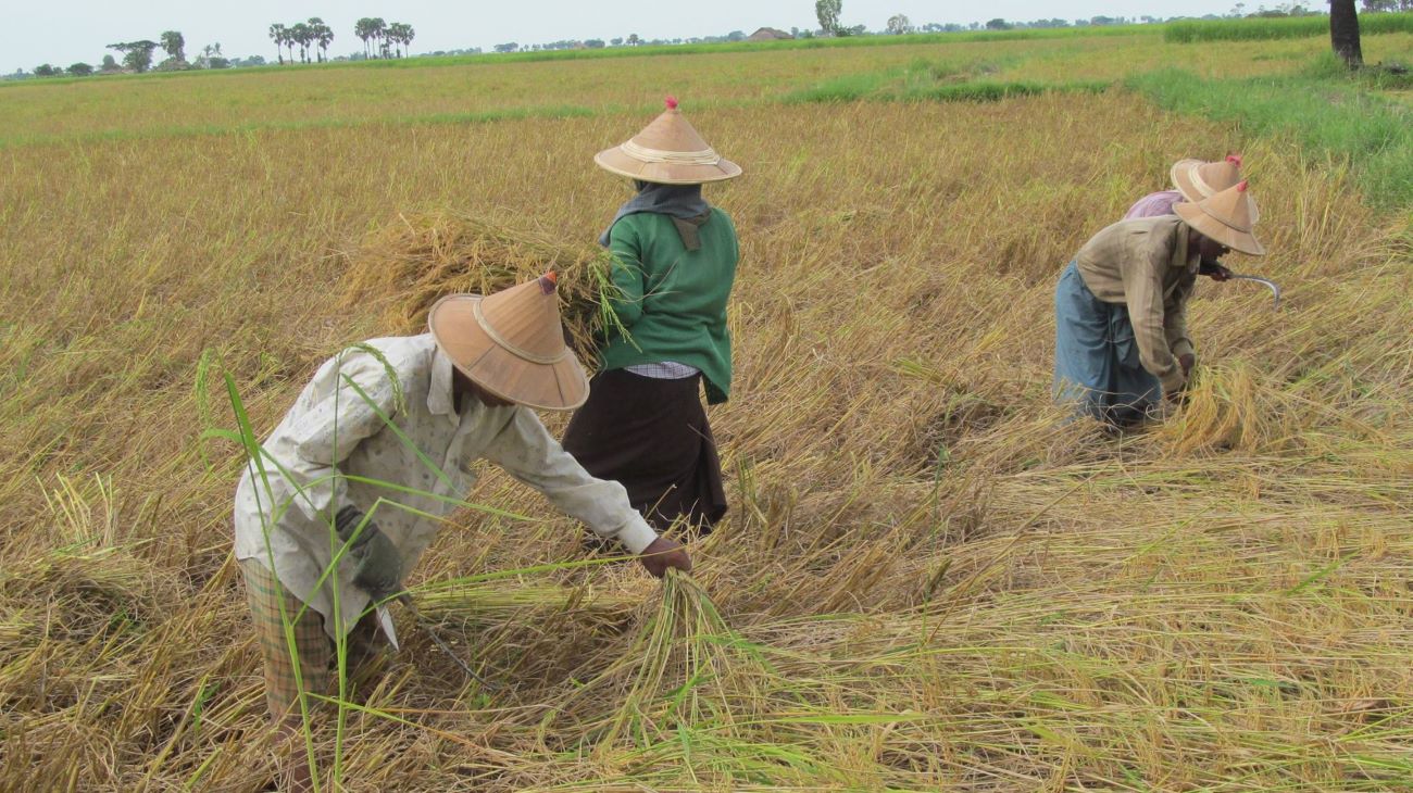 ရည်ညွှန်းစပါးဈေးကို အမြတ်အစွန်းရှိသည့် ဈေးနှုန်းသတ်မှတ်ရန်လို