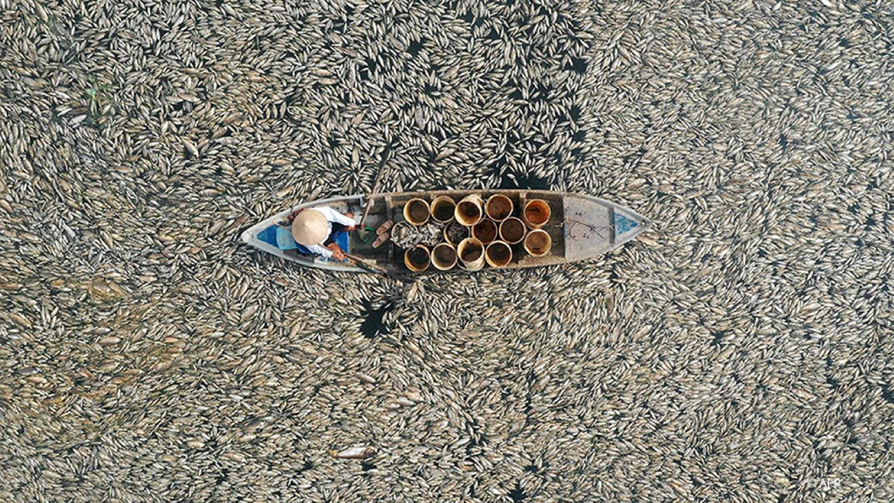 ဗီယက်နမ်မှာ အပူရှိန်မြင့်၍ ငါးများ သေဆုံး