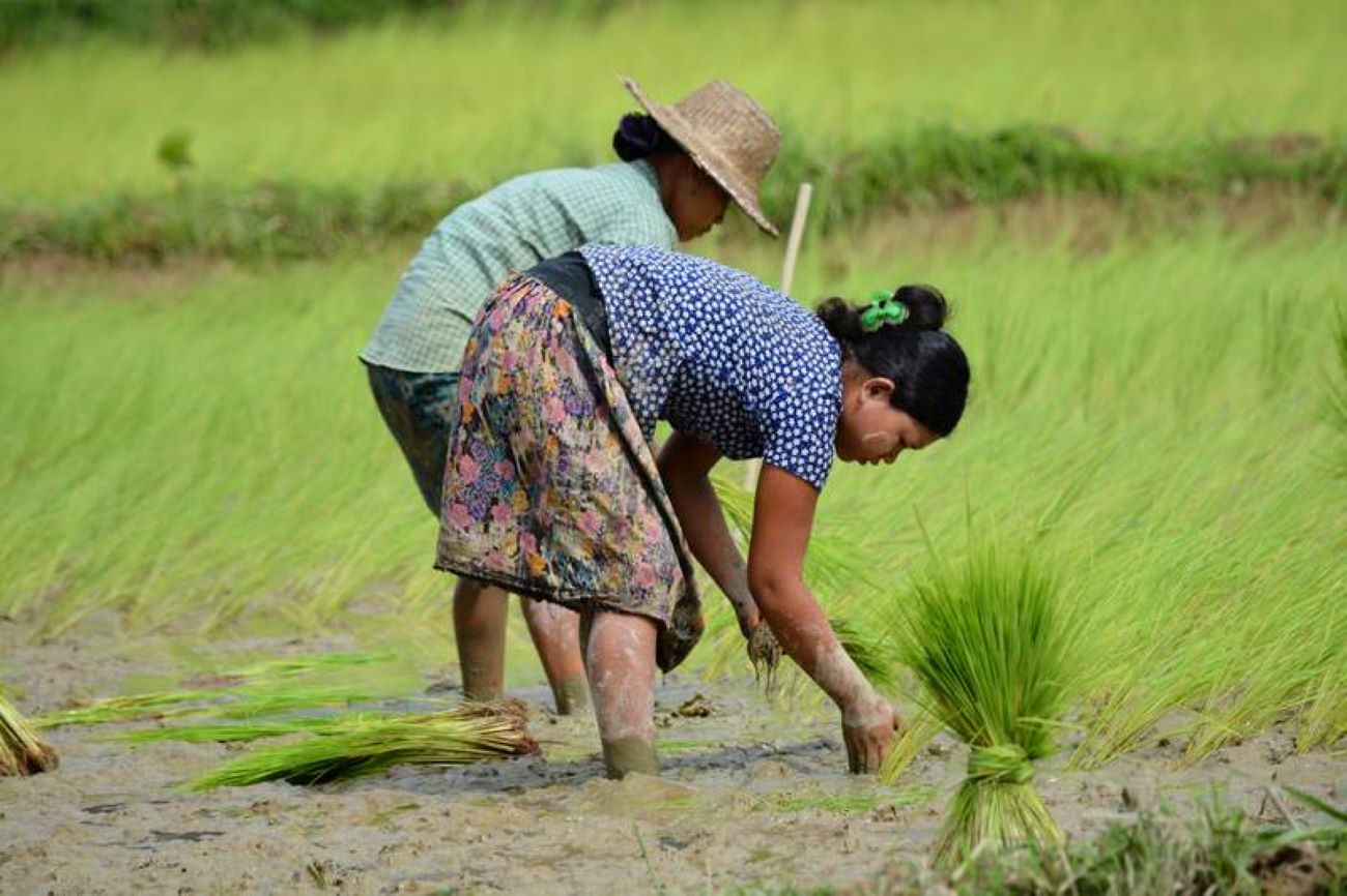 ယခုနှစ် နွေစပါးစိုက်ဧက ပြီးခဲ့သည့်နှစ်ထက် ပိုများ