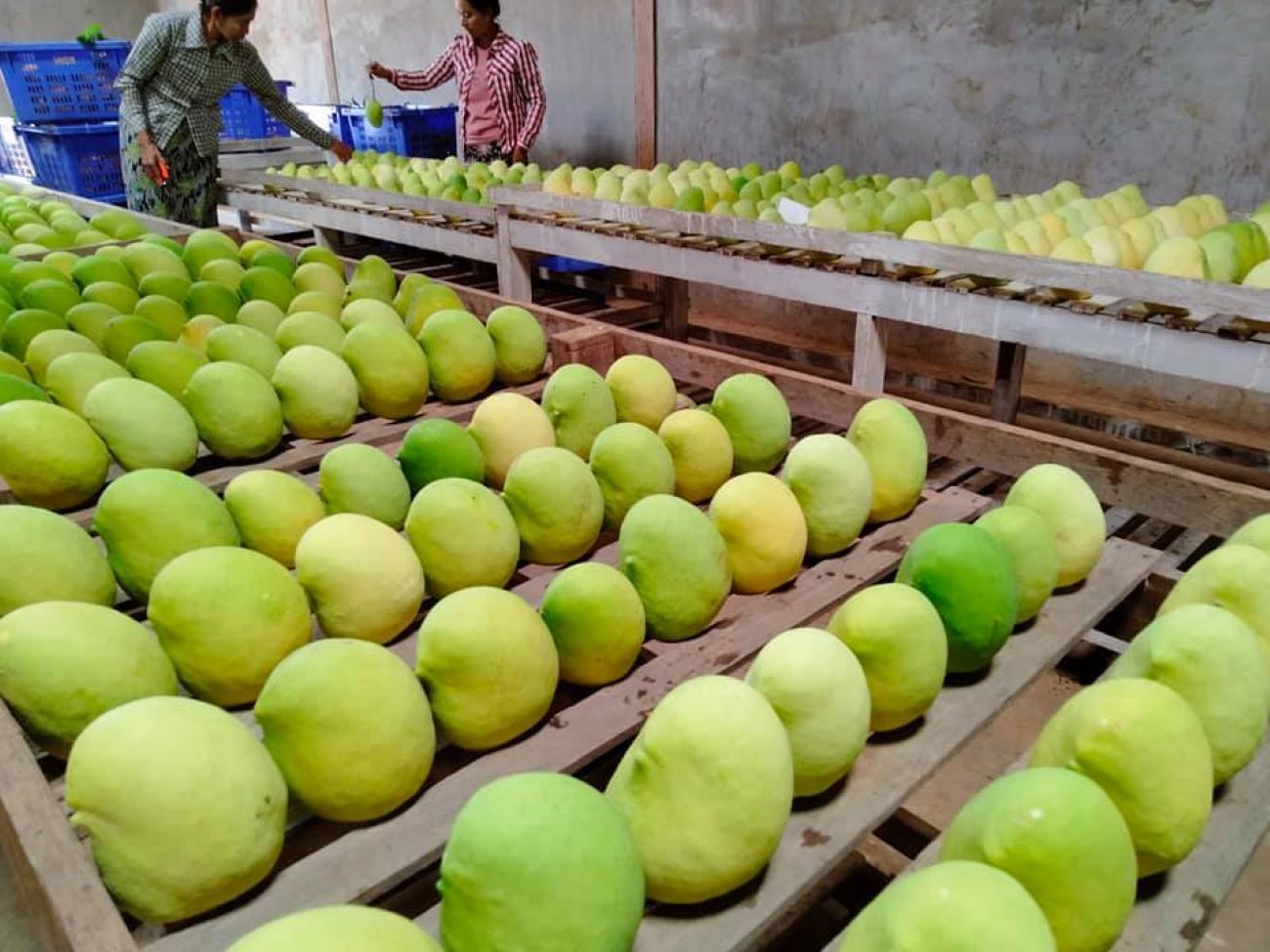 Myanmar mango can be exported to Singapore only this year