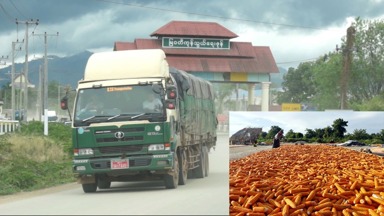 Domestic price of corn likely to rise after Thingyan